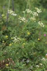 Kitagawia baicalensis