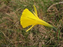 Narcissus bulbocodium