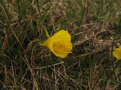 Narcissus bulbocodium