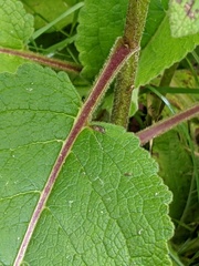 Verbascum nigrum