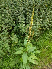 Verbascum nigrum