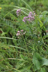 Allium rubens