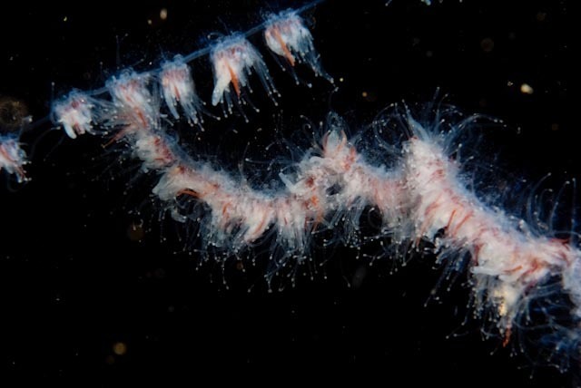 string jelly