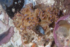 Ochlesis lenticulosus