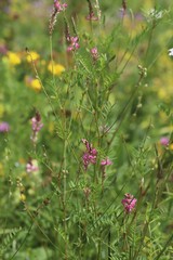 Onobrychis arenaria