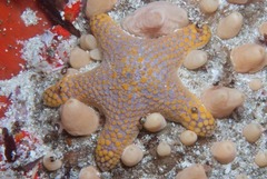 Callopatiria formosa