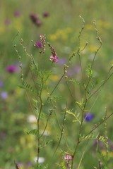 Onobrychis arenaria