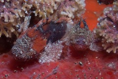 Coccotropsis gymnoderma