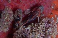 Coccotropsis gymnoderma
