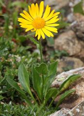 Doronicum clusii