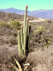 Pseudomitrocereus fulviceps