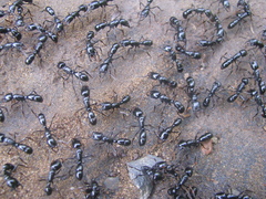 Plectroctena mandibularis