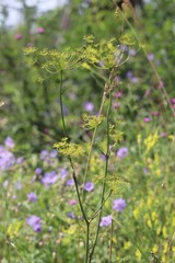 Peucedanum morisonii