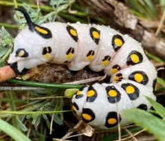 Hyles nicaea
