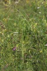 Stipa capillata