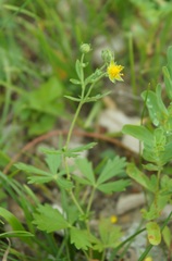 Potentilla inclinata