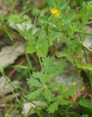 Potentilla inclinata