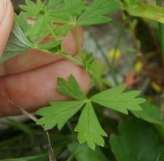 Potentilla inclinata