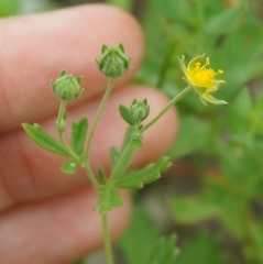 Potentilla inclinata