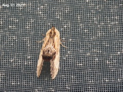 Dudusa sphingiformis