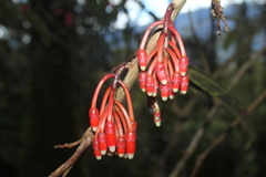 Psammisia macrophylla