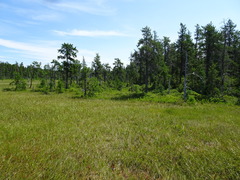 Pinus banksiana image