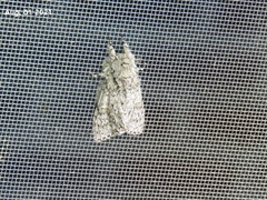 Pheosiopsis olivacea