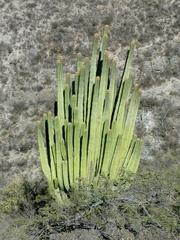 Pseudomitrocereus fulviceps