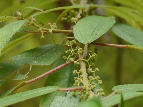 Debregeasia longifolia (Burm.f.) Wedd.
