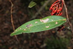 Psammisia macrophylla