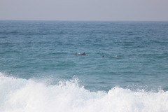 Tursiops aduncus