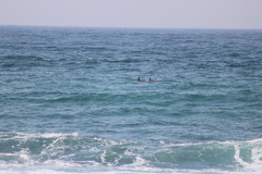 Tursiops aduncus