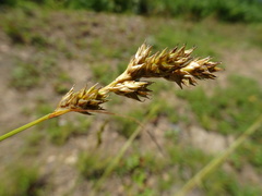 Carex adusta
