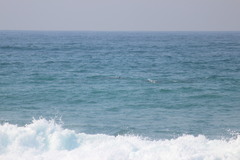 Tursiops aduncus