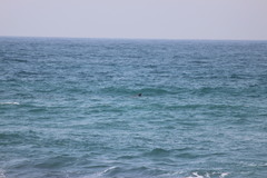 Tursiops aduncus