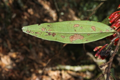 Psammisia macrophylla
