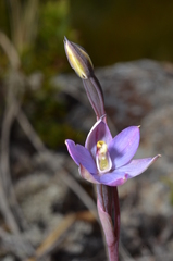 Thelymitra hatchii