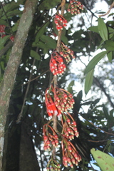 Psammisia macrophylla