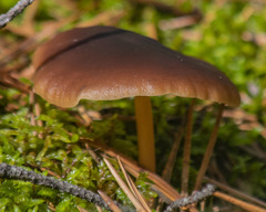 Gymnopus ocior