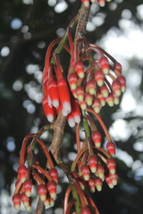 Psammisia macrophylla