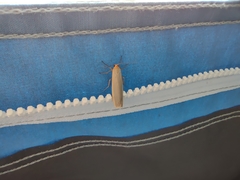 Eilema depressa