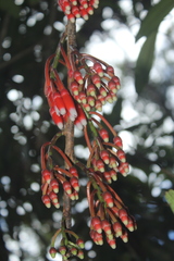 Psammisia macrophylla