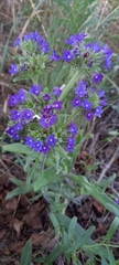 Anchusa officinalis