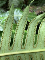 Cyathea horrida