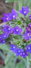 Anchusa officinalis