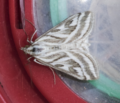 Loxostege aeruginalis