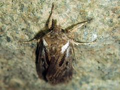 Agrotis innominata