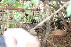 Paleosuchus trigonatus