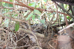 Paleosuchus trigonatus