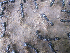 Plectroctena mandibularis